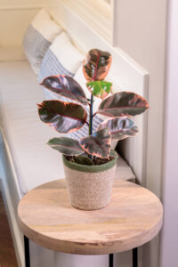 PW_24 Pantone Color of Year_Ficus elastica Chroma(R) Belize 12211 Tag
