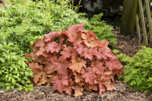 Heuchera Primo Peachberry Ice 3 (Walters Gardens)