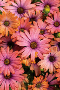 Bright Lights Horizon Osteospermum