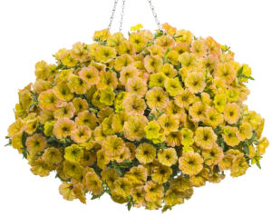 Supertunia Honey Petunia