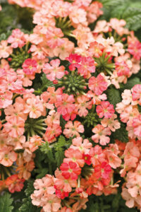 Superbena Peachy Keen Verbena