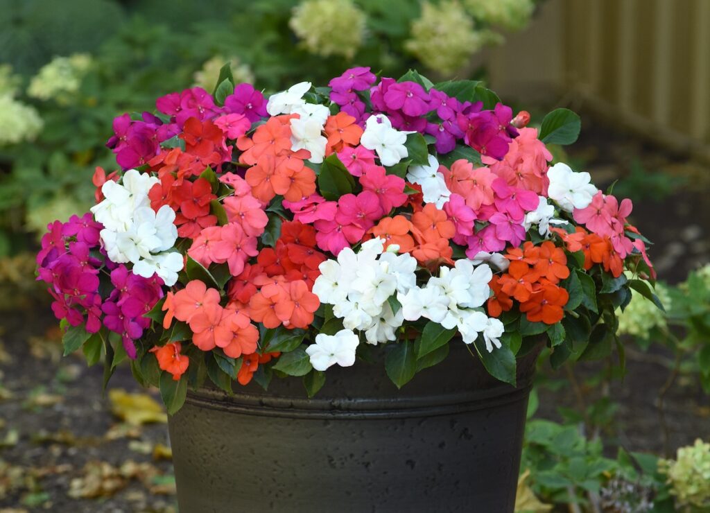 Beacon Impatiens Announces 2022 Charity Support Organizations