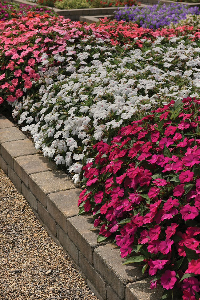 INTERSPECIFIC IMPATIENS SOLARSCAPE