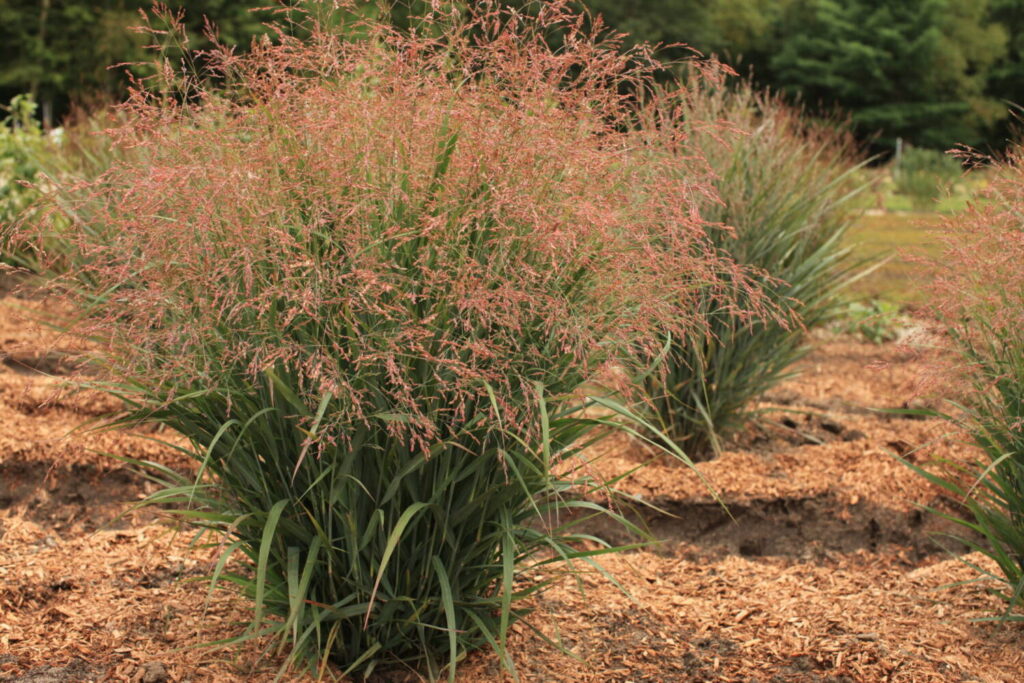 Native Grasses: A Must-Have for Every Grower Program