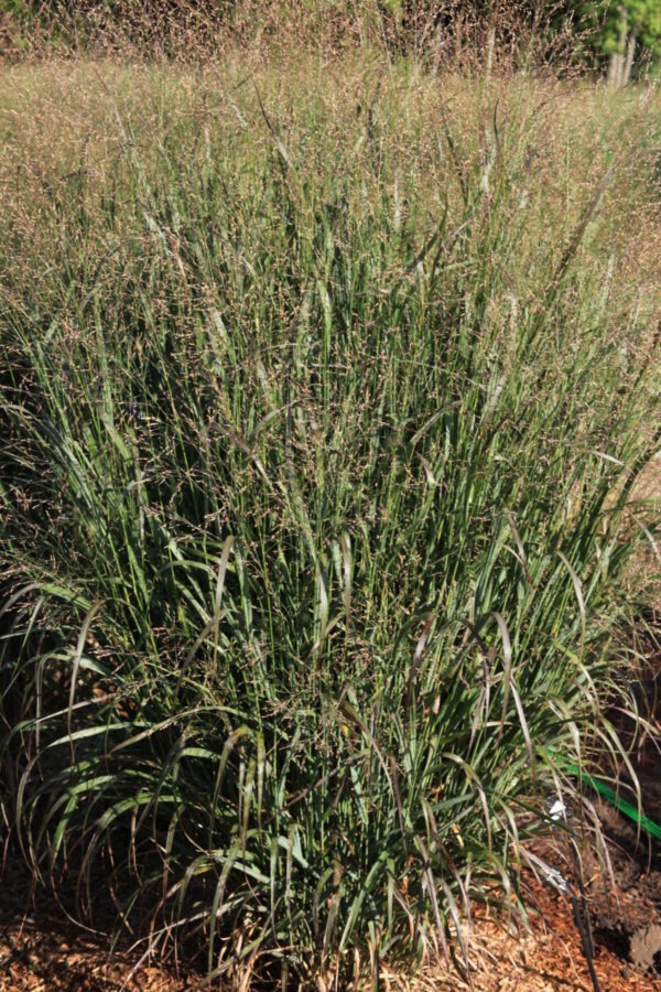 Panicum virgatum Dream Catcher® Huggy-Purple® native plants