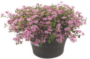 Pelargonium ‘Pinki Pinks’ is a low growing perennial shrub that is a natural favorite for bees, butterflies and hummingbirds.