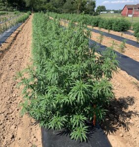 Penn State hemp trials