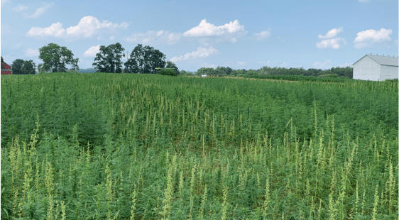 Penn State to Host Hemp Research Field Walk