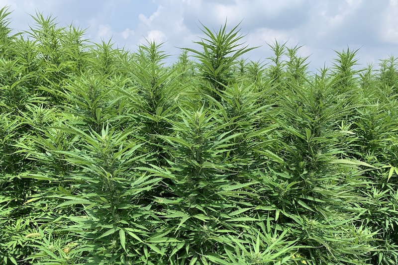 Addressing Plant Nutrition in Outdoor Hemp