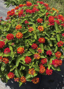 Hot Blooded lantana - Syngenta
