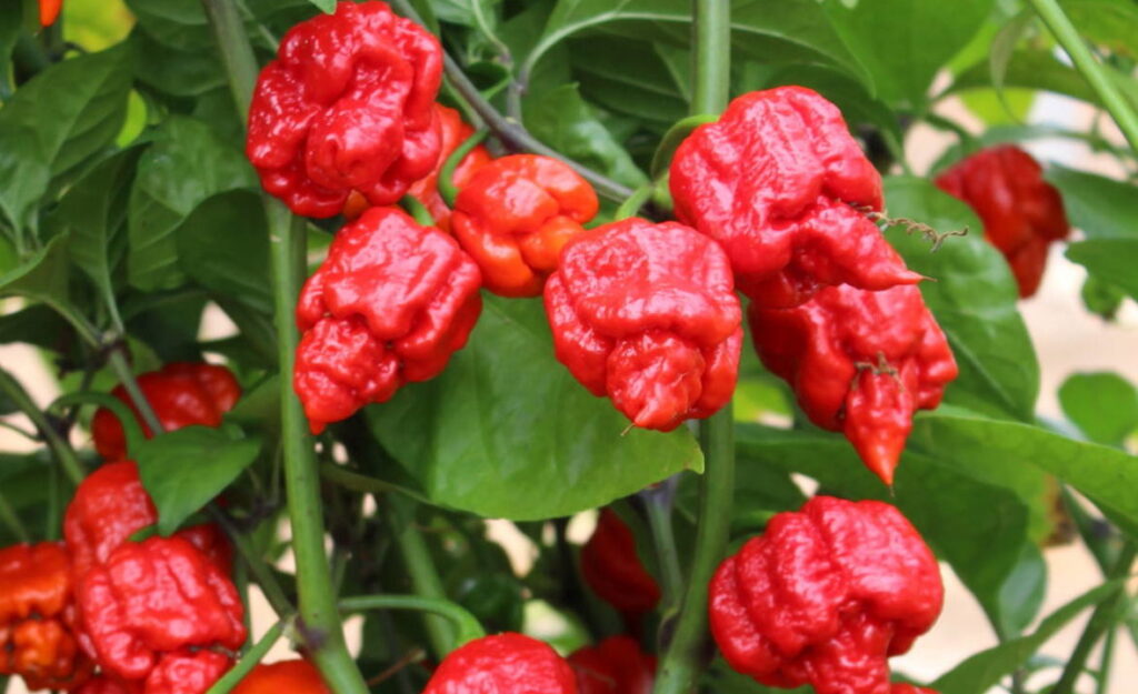 New Edible Varieties For 2021