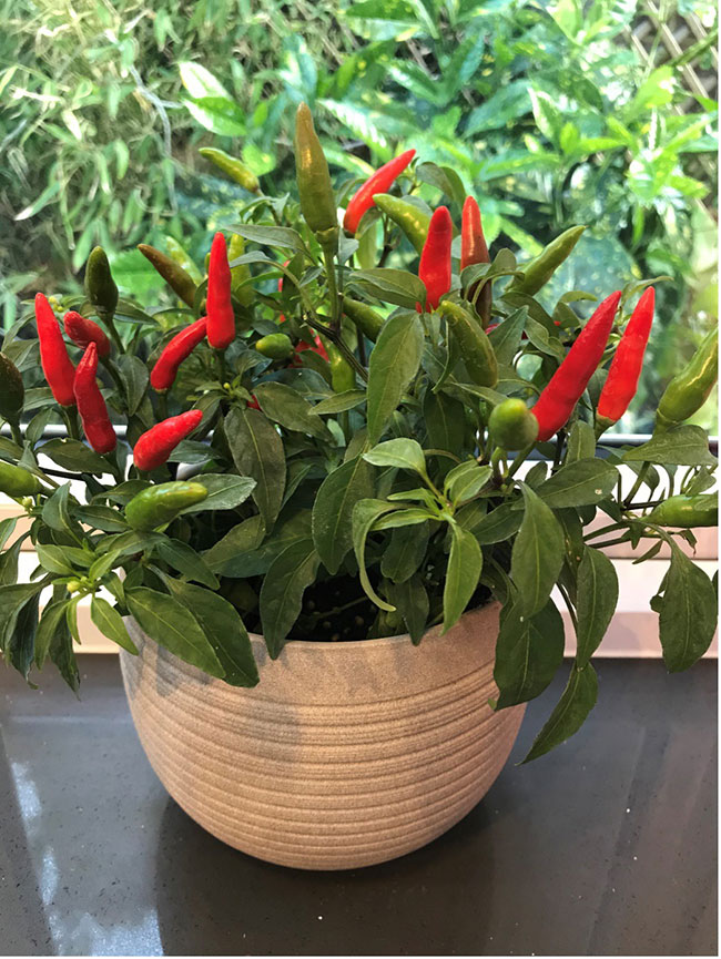 Pepper ‘Quickfire’ (Tozer Seeds)