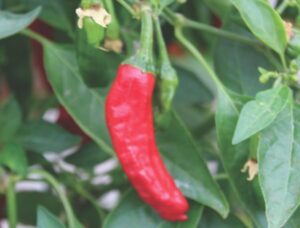 Pepper 'Takara'