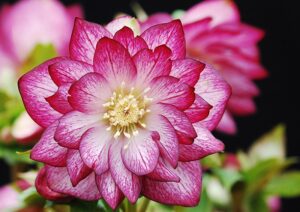 Peppermint Ice Improved Hellebore
