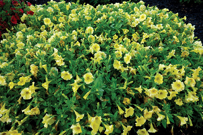 PETCHOA ‘CALIBURST YELLOW’, PanAmerican Seed