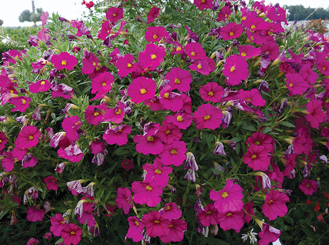 PETCHOA ‘ENVIVA PINK’, Selecta One