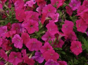 Petunia Capella - Danziger