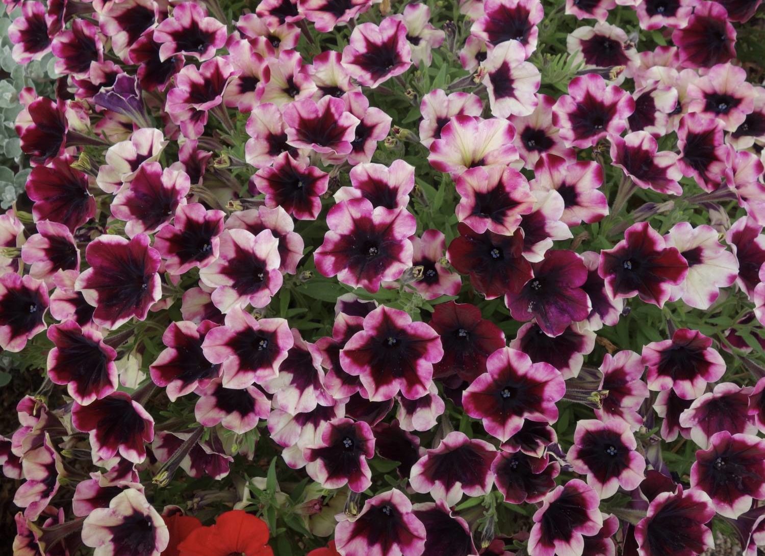 Crazytunia - Westflowers