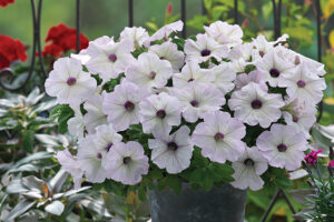 Petunia ‘Trilogy Silver Blotch’ Takii Seed