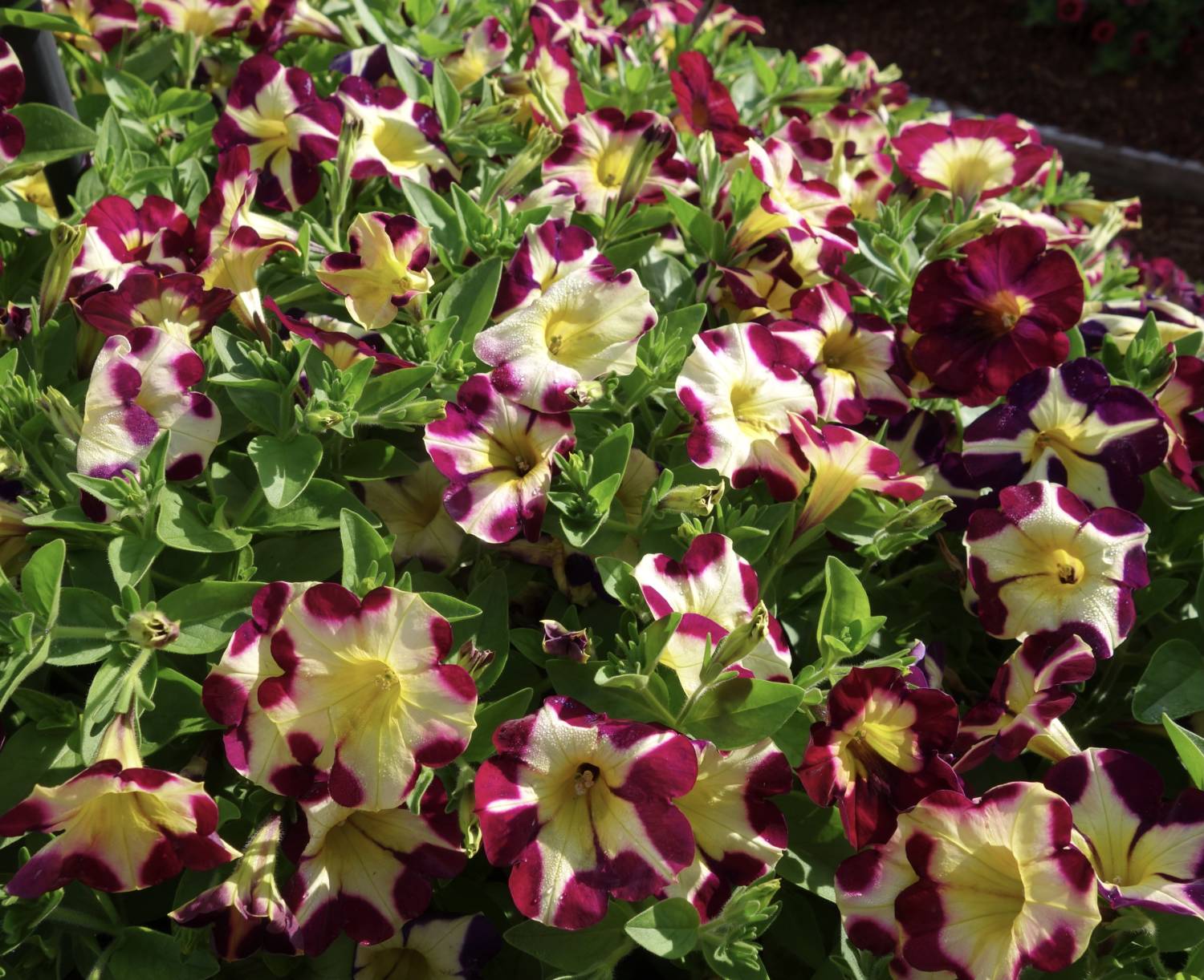 petunia Headliner