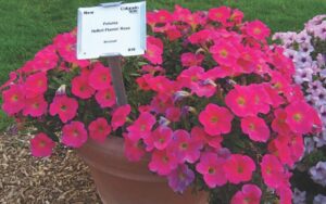 Petunia ‘Hells Flamin’ Rose’