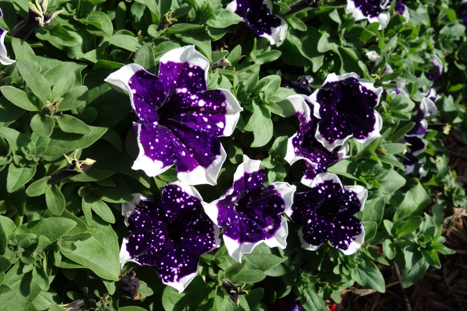 Glacier Sky petunia Selecta