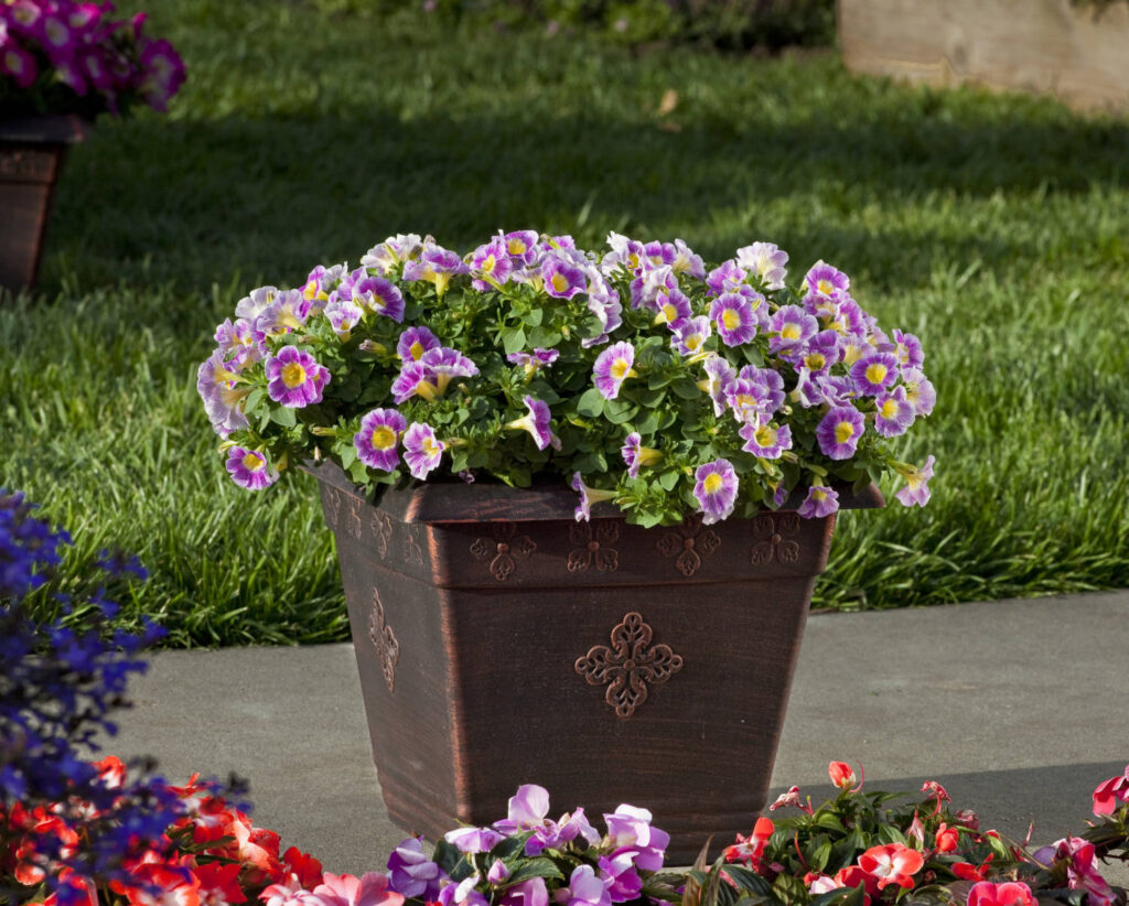 Danziger to Showcase Crops at European Flower Trials