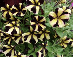 petunia Ray - Danziger