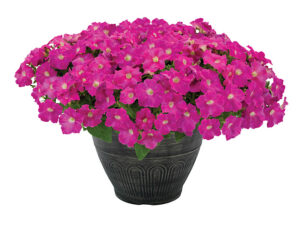 Petunia F1 Success! 360° Benary