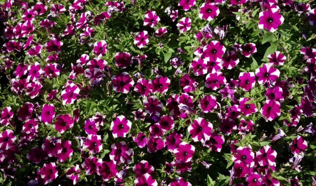 Costa Farms 2019: Enduring Annual Performers