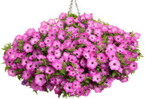 Petunia Supertunia Tiara Pink_Proven Winners