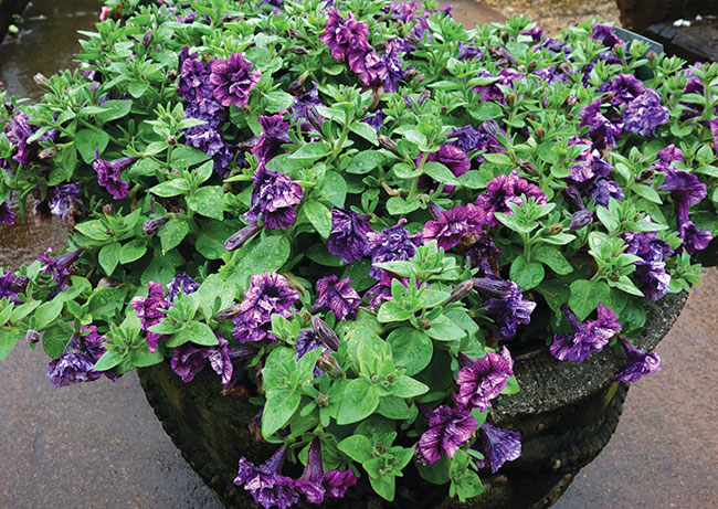PETUNIA ‘SWEET SUNSHINE BLUEBERRY VEIN’, Selecta One