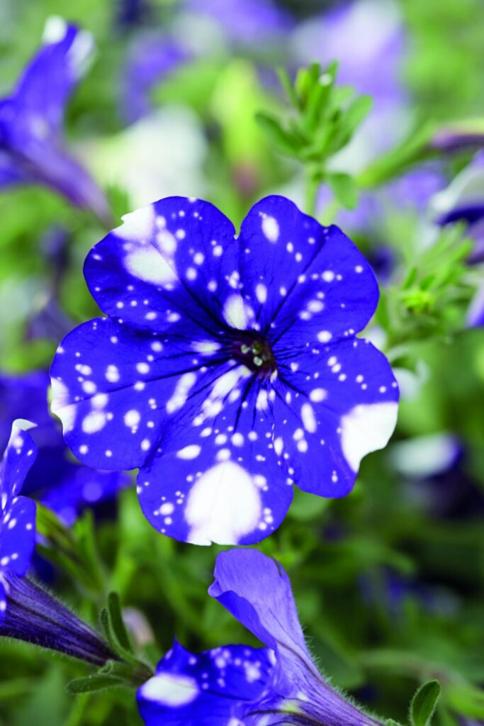 AAS Summer/Fall Summit Scheduled for October