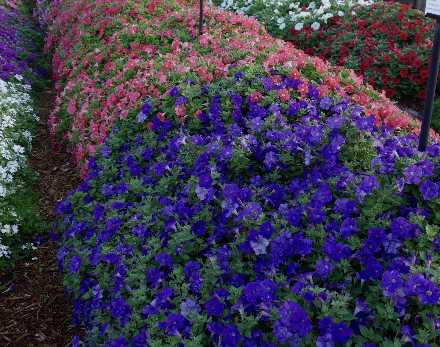 FlashForward petunia Syngenta