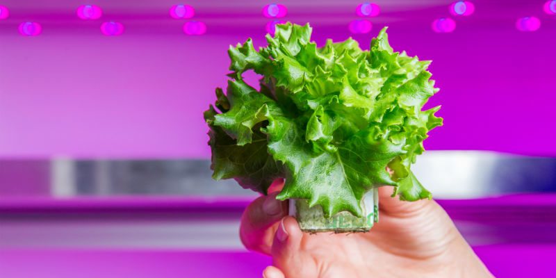 First Large Scale Vertical Farm to Be Built in Netherlands