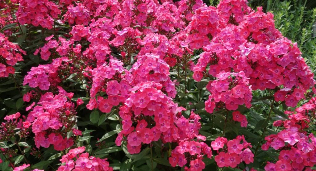 Walters Gardens: Summer Trial Highlights