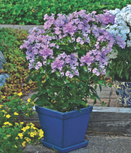 Phlox 'Opening Act Blush'