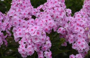 Phlox paniculata ‘Opalescence’
