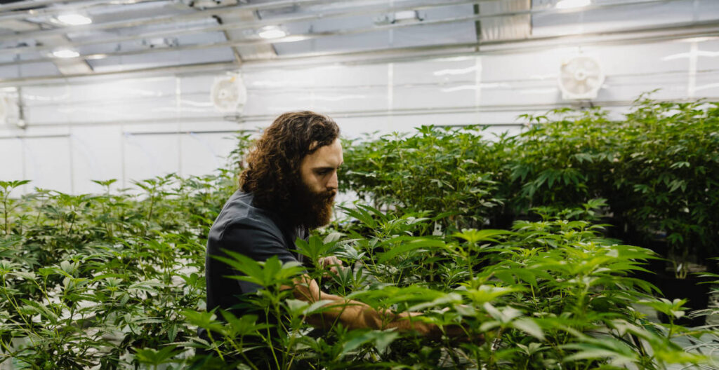 What to Avoid When Starting a Cannabis Operation
