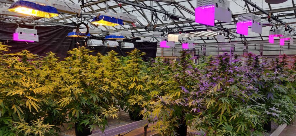 How Much Could Hemp Benefit from Supplemental Light?