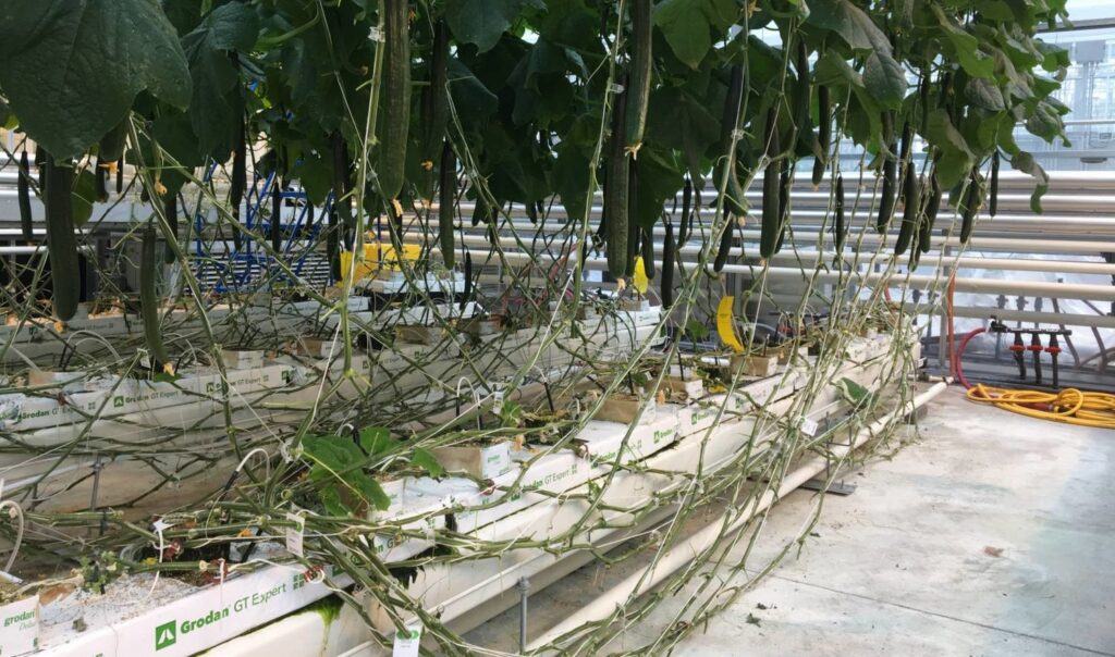 How Soon Will There Be a Robot in Your Greenhouse?