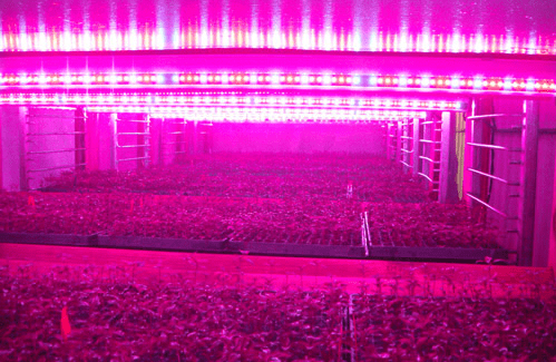 Leadership on LED Grow Lights