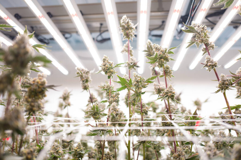 The Cannabis Conundrum