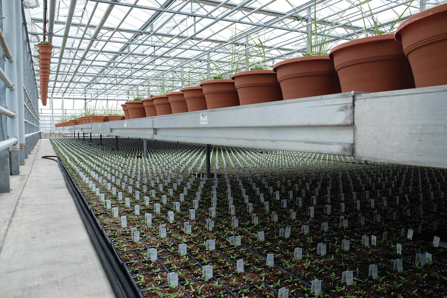 Some growers can implement a three-tierproduction system with plant production overhead,
on the floor and on roll-out benches.