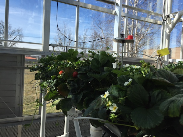 Looking for a Seasonal CEA Crop? Consider Strawberries