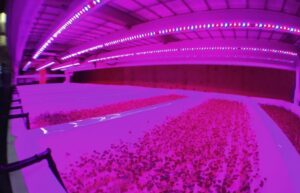 Dan Albert, owner of Farmbox Greens in Seattle, Washington, is growing microgreens and herbs in a vertical farm with 600 square feet of production space. (Photo: Jessica Eskelsen Photography)