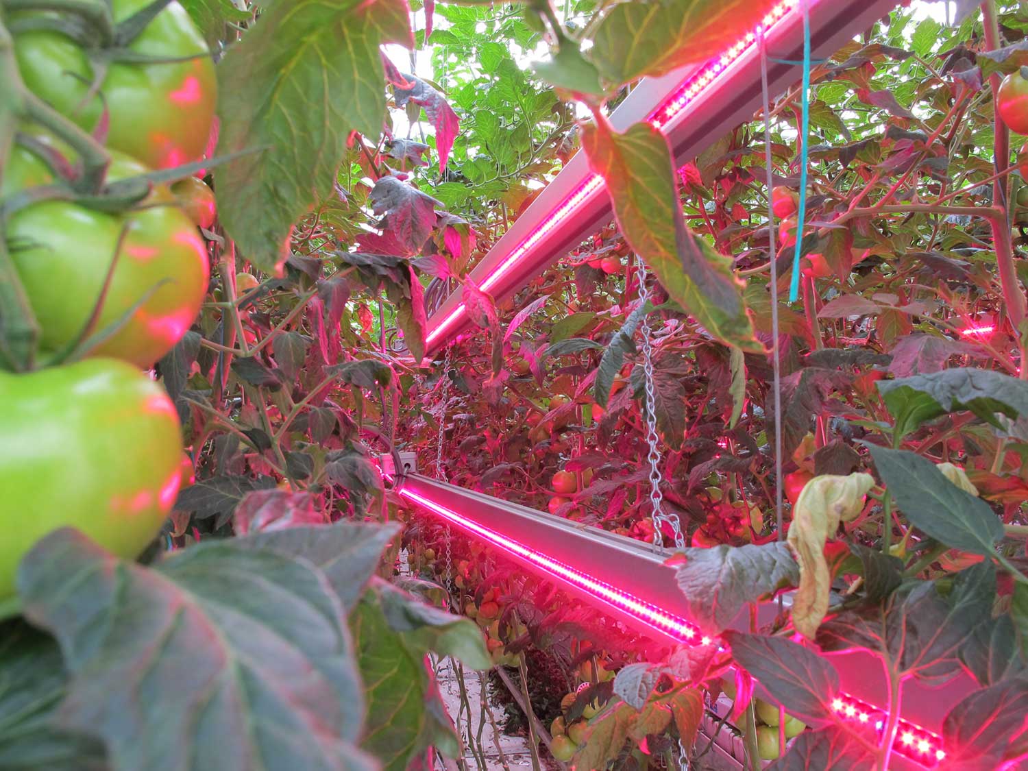 For Michigan ornamental growers, LEDgrow lights make the most sense for those who propagate plants during the winter and early spring, and those who produce crops that are shipped to the South for early market sales. Photo courtesy of A.J. Both, Rutgers University