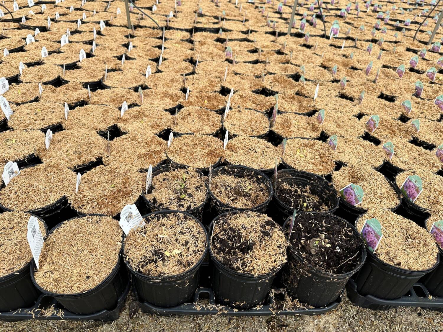 Taking small steps to reduce shrink, like repotting plants that aredropped during planting, can make a big impact.