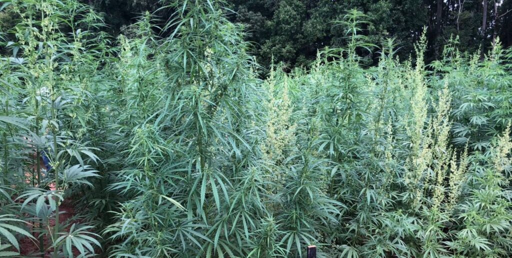 Thinking of Growing Hemp?