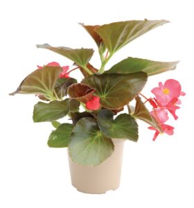 pink flowering begonia in a nursery pot